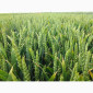 Продажа семян ультраранней озимой пшеницы - фото № 3