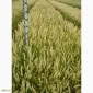 Продажа семян озимой пшеницы сорта Кубус - фото № 1