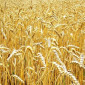 Семена Канадської елітної пшениці на продаж - фото № 4