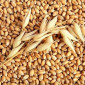 Продаж насіння Канадської пшениці Калидон - фото № 7