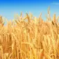 Закупаем пшеницу и другую сельхозпродукцию в Одессе - фото № 1