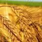 Закупаем пшеницу по высоким ценам во всей Украине - фото № 1