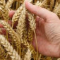 Закупка пшеницы и других культур - фото № 1
