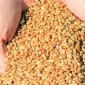 Куплю пшеницу 2 класса по всей Украине - фото № 1