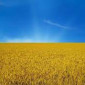 Куплю пшеницу по всей Украине - фото № 1
