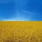 Куплю пшеницю по всій Україні - фото № 1