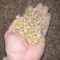 Продам отходы гороха - фото № 1