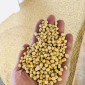 Соя рання на посів, Пшениця очищена на муку - фото № 1