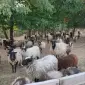 Продам баранину,ягнятину живым весом или тушкой - фото № 1