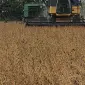 Куплю сою ГМО та не ГМО - фото № 1
