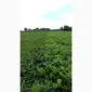 Продам товарную и посевную сою с НДС и без - фото № 1