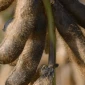 Насіння сої ЕС Командор - І репродукція - фото № 1