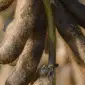ЕС Командор - І репродукція - фото № 1