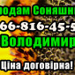 Реалізуєм Соняшник дрібним та великим оптом! Ціна договірна - фото № 1