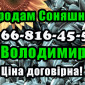 Продам соняшник у будь якій кількості - фото № 1