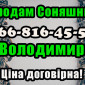 Підприємство продає соняшник!!! Будь який обсяг - фото № 1