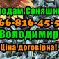Продам Соняшник - фото № 1