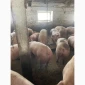 Куплю свині - фото № 1