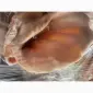 Продам уши свиньи - фото № 1