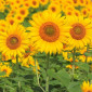 Соняшник Євро - фото № 1