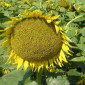 Семена подсолнечника "Рими"."Нови Сад". под Евролайтинг - фото № 2