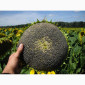 Семена подсолнечника "Рими"."Нови Сад". под Евролайтинг - фото № 3