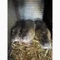 Продам молодняк нутрій - фото № 1