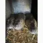Продам молодняк нутрій - фото № 2