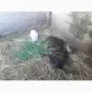 Продам нутрий живим весом - фото № 3