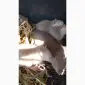 Продам молоді нутрії - фото № 2