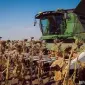 Закуповуємо насіння соняшнику - фото № 1