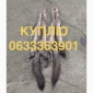 Куплю шкурки куницы каменки оптом - фото № 1