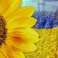 Закупаємо СОНЯШНИК. Гуртом.Дорого! по всій Україні - фото № 1