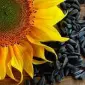 Агрокомпанія Купляє Соняшник з доставкою По всій Україні - фото № 1