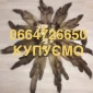 Покупаем шкурки куницы, бобра и выдры в Виннице по выгодным ценам - фото № 1