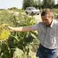 Куплю семочку Соняшнику від 100т по всій Україні - фото № 1