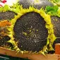 Агрозакупка семочки Соняшника 1Ф по всій Україні - фото № 1
