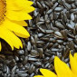 Куплю Соняшник по всій Україні - фото № 1
