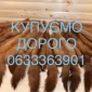Покупаем шкурки куницы и бобра - фото № 1