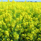 Куплю рапс з господарства БЕЗНАЛ - фото № 1