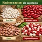 Насіння квасолі з гарантією викупу врожаю - фото № 1