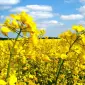 Насіння Канадського ріапка - фото № 1