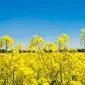 Семена гибрида рапса Квебек для продажи - фото № 2