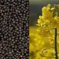 Агро компанія закуповує ріпак врожаю 2024-2025 (Вся Україна) - фото № 1