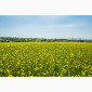 Ріпак Рапс Ріпак купуемо - фото № 1