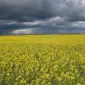 Ріпак врожаю 2024-2025 закуповуємо дорого у виробника вся Україна - фото № 1