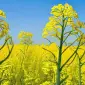 Агрокомпанія купує Ріпак по всій Україні - фото № 1
