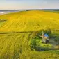 Закупка Ріпаку без ГМО по Україні - фото № 1
