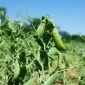 Продажа посевного материала зеленого гороха ИМПУЛЬС - фото № 1