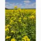 Постійна закупівля гірчиці білої - фото № 1